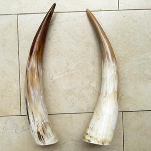 Cuernos de Búfalo Naturales Hechos a Mano y Ecológicos para Decoración del Hogar y Artículos Vikingos por Crescent Crafts - Product Image 6