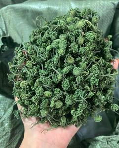 Vietnamese Supplier Dried Panax Pseudoginseng - Product Image 5