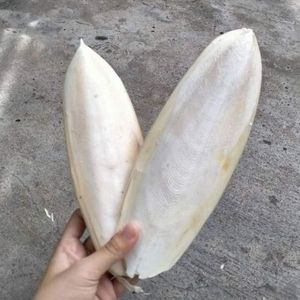 Hueso de sepia seco orgánico disponible para compradores de piensos para animales - Product Image 1