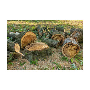Bois de chauffage d'arbre de pluie fiable en stock pour l'achat de grand volume - Product Image 6