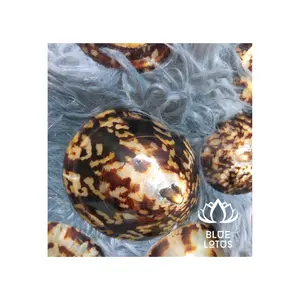 대량 가격 바다 껍질 장식-베트남 남 제조소에서 Limpet 달팽이 모유 수유 쉘