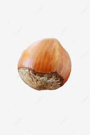 Noix de noisette séchées naturelles de qualité supérieure en gros, nourriture en vrac emballée dans des sacs en PP - Product Image 5