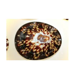 Conchas decorativas para lapas Concha Ovalada para Lapa para decoración de festivales | Bonita concha de Lapa a buen precio - Product Image 1