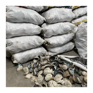 พลอยหอยเป๋าฮื้อสไตล์ชายฝั่งเปลือกหอยเป๋าฮื้อสำหรับเครื่องประดับและงานฝีมือที่ได้แรงบันดาลใจจากมหาสมุทร - Product Image 4