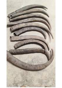 Pointe de corne de buffle naturelle - Design moderne fait à la main, respectueux de l'environnement, taille personnalisée et couleur naturelle pour les décorations de fêtes et de mariages - Product Image 3