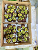 Premium Vietnamese verse mangosteen, zoet wit vruchtvlees, tropisch fruit, export leverancier