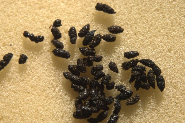 Bat Guano Organischer Dnger - 100 % rein, 500 kg Jumbo-Beutel