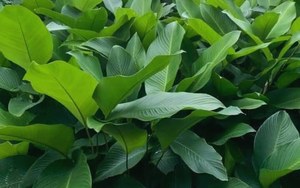FEUILLES DE PHRYNIUM CONGELÉES NATURELLES DE QUALITÉ SUPÉRIEURE/QUALITÉ FRAÎCHE/PRÊT À L'EMPLOI POUR LA RESTAURATION - Product Image 3