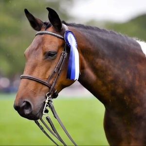 Banda de Nariz de cuero para equitación-Diseño personalizado Precio razonable Altamente curado - Product Image 1