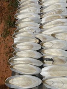 El mejor vendedor 2024 hueso de sepia seco para pájaros originado 99 DATOS de oro con precio competitivo de Vietnam - Product Image 5