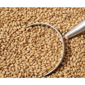 Высококачественные зерна пшеницы/Твердая пшеница оптом/купить недорогие зерна пшеницы для человеческого потребления