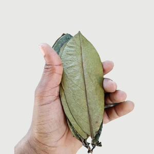 Los mejores productos agrícolas de Vietnam Hojas de Guanábana recién secas de forma natural y a un precio económico - Product Image 4