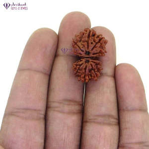 NOVAMART Fine 10 Mukhi Gauri Shanker Nepali Rudraksha 100% Original & Certified <b>Shell</b> Bone Coral Beads Wholesale Export - Product Image 4