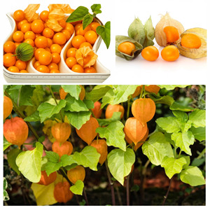 Graines de raisin brésiliennes Inca Berry, fruit ornemental comestible et médicinal, fournitures de jardinage - Product Image 1