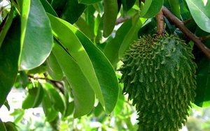 Venta caliente 100% té de hierbas naturales Hojas de Guanábana secas vietnamitas hojas de Graviola a buen precio - Product Image 2