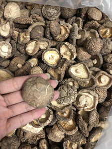 MEILLEUR VENDEUR VIETNAM Champignons Shiitake séchés à prix compétitif - Product Image 2