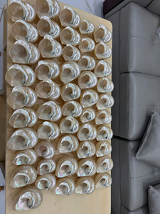 หอยสังข์ขนาดใหญ่คุณภาพสูงปะการังขัดเงาและปลาดาวธรรมชาติ - Product Image 2