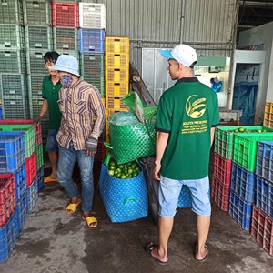 รสเปรี้ยวธรรมชาติมะนาวมะนาวมะนาวส่งออกจำนวนมากสำหรับซูเปอร์มาร์เก็ตและตลาดต่างประเทศ - Product Image 4