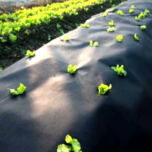 <span class=keywords><strong>Film</strong></span> agricole non tissé écologique résistant aux UV (100% acrylique) protège les cultures et les aliments des intempéries et des tempêtes - Product Image 6