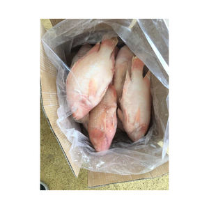 Pescado Tilapia Roja Congelada de Alta Calidad, Ofrecido a Precios Competitivos para Distribuidores y Procesadores de Mariscos - Product Image 6