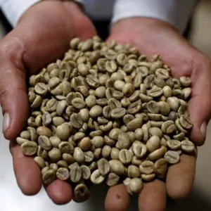 VIETNAM, высокое качество, ROBUSTA | Арабика, зеленые кофейные зерна, объемные, чистые/Влажные полированные, отполированные, ERIC + 84931615449