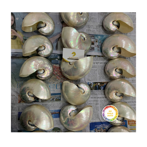 Gran oferta de alta calidad, varios tipos de conchas marinas de abulón naturales pulidas para decoración del hogar, ALTA CALIDAD - Product Image 1