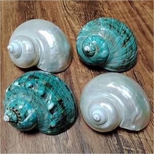 เปลือกหอยเทอร์โบหรูหราสำหรับงานฝีมือตกแต่งตู้ปลาเพิ่มเสน่ห์ของชายฝั่งทะเลให้กับบ้าน - Product Image 5