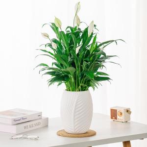 Maceta de autorriego con diseño de hojas: elegancia inspirada en la naturaleza, comodidad moderna - Product Image 4