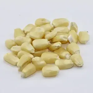 Maïs blanc biologique hautement nutritif de qualité supérieure à vendre - Product Image 2
