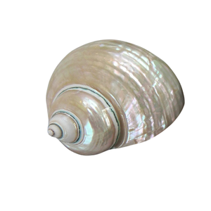 เปลือกหอยสีเบอร์กันดีเทอร์โบขัดเงาจากเวียดนามเหมาะสำหรับการตกแต่งบ้านและการประดิษฐ์พร้อมส่งออก - Product Image 1