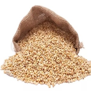 BULK durum ข้าวสาลีธัญพืช | ข้าวสาลีอ่อน | ข้าวสาลีเมล็ดยาว25kgs 50kgs - Product Image 2