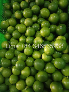 Chanh Tươi/Chanh tươi từ Việt Nam: chanh xanh chất lượng cao, to, sáng bóng, mọng nước đáp ứng tiêu chuẩn ISO HACCP/ms. Lima - Product Image 4