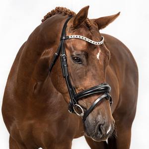 2018-2019 Nouvel équipement en cuir de licou de bride de cheval de qualité pour la vente en gros de courses équestres et hippiques - Product Image 4