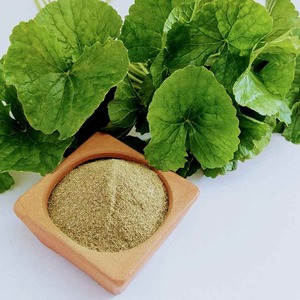 ผง Gotu Kola ออร์แกนิกผงใบเซนเทลล่าสีเขียวบริสุทธิ์ผลิตในประเทศเวียดนาม - Product Image 2