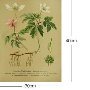 Vintage Educational Anemone <b>Poster</b> Common Anemone Wall Art Printed on Paper - Product Image 2