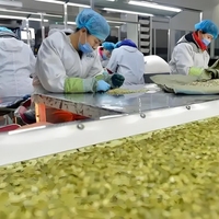 Graines de citrouille vertes brutes de haute pureté triées par couleur – Snacks agricoles en gros de qualité export