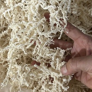 Bulk Factory Vietnam Dried <b>Sea</b> <b>Moss</b> Raw Eucheuma Cottonii Purple Gold Irish Seaweed Spinosum Custom Label Pack - Product Image 6