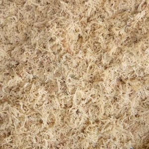 Echeuma algodón de primera calidad al por mayor - Product Image 4