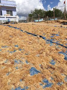 Vietnam Cottonii Seamoss Seaweed Premium Quality Cottonii Seamoss Harvested Seags Sunshed with High Gel Strength Packed - Product Image 6