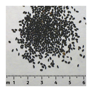 Semillas de albahaca de alto estándar Vietnam Suministro al por mayor a granel Exportación Calidad Semillas de albahaca para bebidas y alimentos - Product Image 1