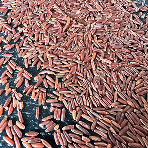 [Keith Vilaconic] Premium Vietnam Natural Red Rice-Long Grain High Nutrition Healthy <b>Cargo</b> Rice 100% Natural Paddy 24 Months - Product Image 2