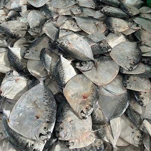 Poisson-lune entier congelé Fruits de mer du Vietnam Qualité d'exportation Fournisseur d'usine Emballage en vrac et sous vide IQF Durée de conservation de 24 mois Vente en gros - Product Image 1