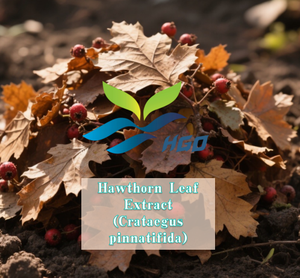 HGO Suministro directo de fábrica Extracto de hoja de espino natural puro (Crataegus pinnatifida) (grado alimenticio) Flavonoides de hoja de espino 20% - Product Image 6