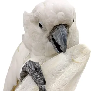 Hueso de sepia seca de alta calidad estilo caja de Vietnam embalaje orgánico característica origen variedad tamaño naturaleza - Product Image 1