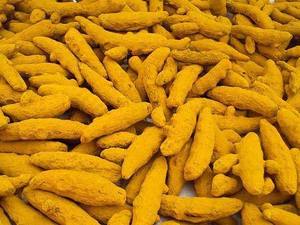 High Quality Sangli Single Polish Turmeric Finger Single Spices And Herbs Product Curcumin Rich Golden Finger Root Premium - Product Image 3