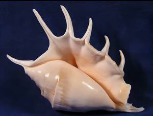 LAMPE À COQUILLE DE CONQUE SPIKE DÉCOR INTÉRIEUR COQUILLE VINTAGE GRANDE CONQUE CADEAU DE MARIAGE EN GROS COQUILLE NATURELLE - Product Image 5