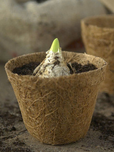 Pot de fleur en fibre de coco écologique Jardinière durable pour la maison et le jardinage extérieur Vietnam - Product Image 2