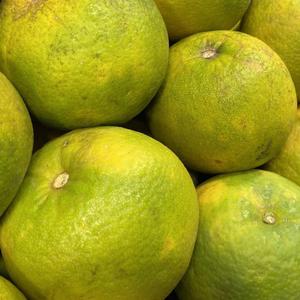 Oranges de qualité supérieure, approvisionnement en gros, oranges fraîches biologiques - Product Image 6