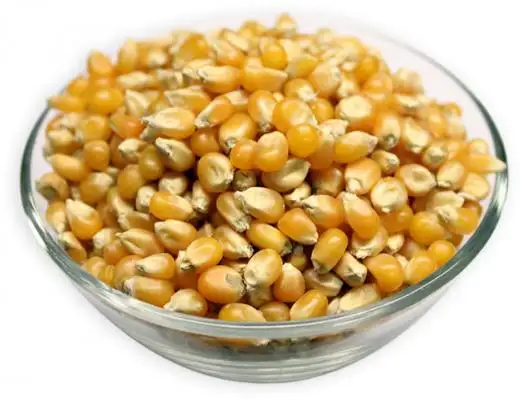 Vente en gros de grains de maïs NON OGM en vrac de qualité supérieure pour l'alimentation humaine et animale du fabricant