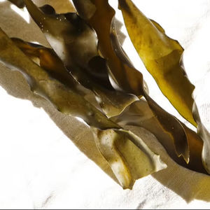 Kombu/Dashi kombu สาหร่ายทะเล/สาหร่ายธรรมชาติ Mr. kris - Product Image 1